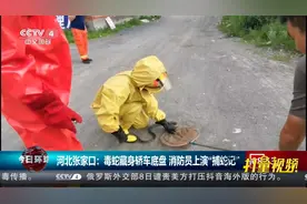 河北张家口：毒蛇藏身轿车底盘，消防员上演“捕蛇记”|央视网视频封面