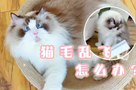 一直撸猫一直爽！猫毛乱飞怎么办？快上除毛大法视频封面