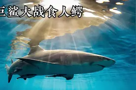 史前巨鲨大战史前巨鳄视频封面