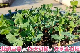 楼顶种菜：盆栽豌豆苗2天就发芽，15天就可以摘，分享全过程