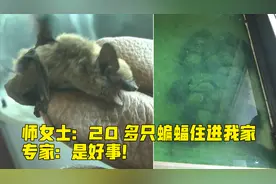 20多只蝙蝠住进家，郑州居民吓得报警救助，专家却说：这是好事！