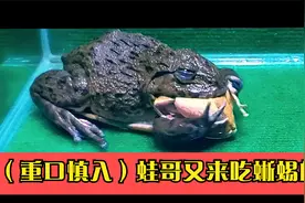 （重口慎入）蛙哥又来吃蜥蜴的视频封面