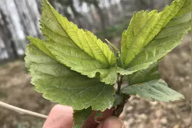 今天才知道，桑叶煮水洗脸的好处这么多？这1种人群很适合！视频封面