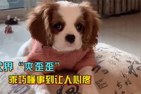 宝藏犬种“爽歪歪”，颜值在线情商超高，乖巧懂事到让人心疼视频封面