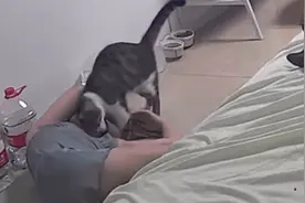 女子突然倒下，猫咪心急如焚围绕主人转来转去，随后反应网友看哭视频封面