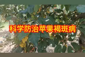 科学防治苹果褐斑病视频封面