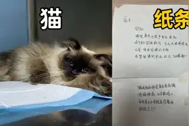 布偶猫被遗弃，前主人留的纸条让人唏嘘视频封面