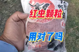 钓鱼人都知道红虫颗粒，但用不好的占大多数，来看看正确打开方式