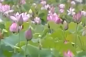 荷花不仅具有观赏价值，用来烹饪的荷花美食，也深受游客们的喜爱视频封面