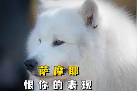 萨摩耶有以下表现，说明已经“恨你入骨”了！视频封面