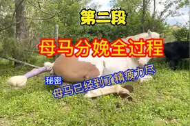 第二段 母马分娩全过程，你知多少？视频封面