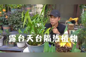 露台天台种点隔热植物，炎炎夏日也能很凉快，家里省去不少空调钱