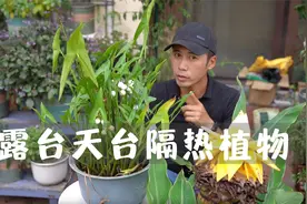 露台天台种点隔热植物，炎炎夏日也能很凉快，家里省去不少空调钱视频封面