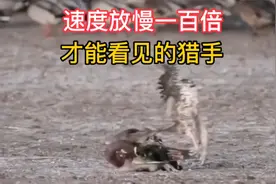 速度放慢一百倍，才能看见的猎手，游隼傲人的空中猎杀视频封面