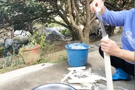 野生芭蕉心竟然可以做一道美味佳肴，芭蕉心炒酸辣椒，你吃过吗？