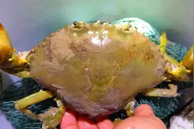 赶海抓青蟹最直接方法，一路尾随满膏蟹，意想不到收获200元视频封面