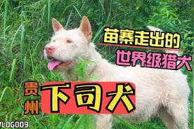 探秘：中国本土犬种。第三集-世界级猎犬之贵州“下司犬”视频封面