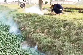 人们往洞里投放烟雾，一只只老鼠就出来了，这办法好