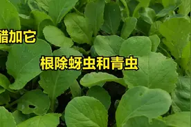 蔬菜长蚜虫青虫不要着急，食用醋这样用，一次就搞定，赶紧看看视频封面