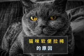 猫咪软便拉稀的三大原因视频封面