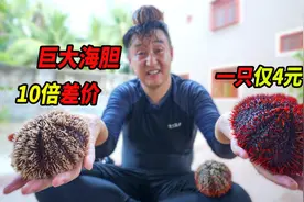 渔民大胆揭秘，大海胆真的很暴利，10倍差价不止视频封面