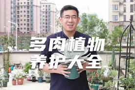 园艺师教你多肉植物怎么养，这可能是关于多肉，最全面的教程了视频封面