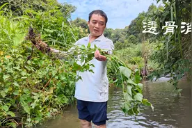 河边有种野菜叫透骨消，嫩茎叶煎蛋，80岁大伯都板直着腰走路视频封面