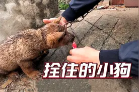 小狗被铁链拴住，热心小哥见后及时解救并带回收养视频封面