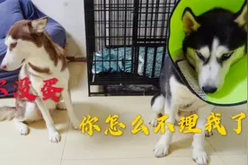 老婆，你怎么突然不理我了