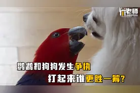 鹦鹉突然和狗狗发生争执、打起来到底谁更胜一筹？视频封面