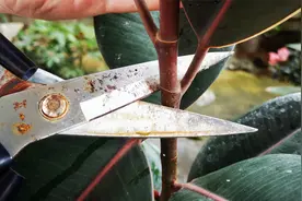 养橡皮树，及时剪一刀，再做好这个动作，枝繁叶茂，株型更美观！视频封面