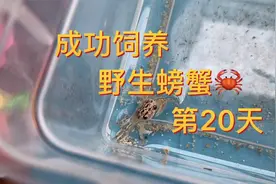 成功饲养野生螃蟹第20天 喂食鲜虾肉你猜它吃么？还做了铲屎官
