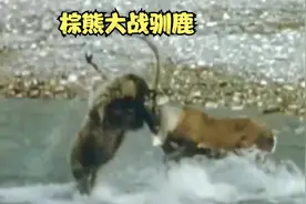 棕熊追杀驯鹿，驯鹿以退为进斗智斗勇，谁将会是最后胜者呢？视频封面