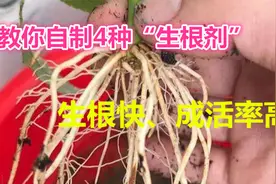 生根粉别再买了！教你自制4种“生根剂”，成活率高，简单又省钱视频封面