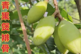 四川泸州：农村“青果煲排骨”来了，肉香汤回甘，可以解渴的靓汤