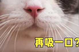 啥是猫瘾？一个十年吸猫者的自述！