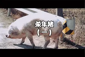 农村杀猪实录，知道为什么要给猪打气吗？下集揭秘答案视频封面