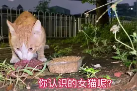 失踪一个月的流浪猫居然在野外重逢，小猫一看见我就飞扑而来视频封面