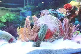 上海水族馆门票160元一人，看完这个视频等于去过，让你物超所值