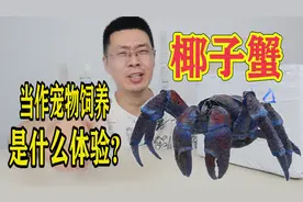花600元买了一只凶猛的椰子蟹，开箱后死了，老板不给退视频封面