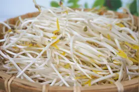 发绿豆芽的方法，简单靠谱，根少也不用特意遮光，真正的放心蔬菜视频封面