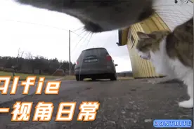 【猫咪第一视角】驻足观看路上的交通视频封面