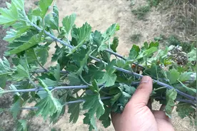你知道艾草煮水泡脚的好处吗？艾草还可以煮水洗头？看看吧