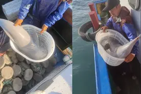 渔民误捕国家一级保护动物白海豚，连忙放生，白海豚还游回来道谢视频封面