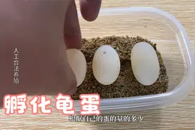 龟蛋怎么孵化，没有孵化蛭石也是可以的视频封面