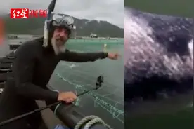 外媒曝挪威三文鱼养殖：拥挤肮脏 病鱼身上布满溃疡视频封面