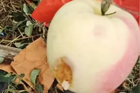 山东烟台突降冰雹，果农：每颗有鸽子蛋大小，苹果受损严重视频封面