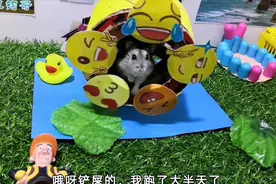 小仓鼠对主人做的表情包跑轮情有独钟，并奉劝鼠爸减肥#激萌奖金视频封面