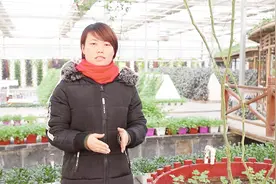 种菜不用“土”？养分更多健康又高产，在家无土栽培吃到新鲜菜视频封面