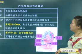 女性内生殖器的邻近器官：尿道、膀胱、输尿管、直肠、阑尾的特点视频封面